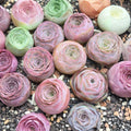 Mountain Rose Succulent Live Plants – 3 Pack (Bare Root) Indoor & Outdoor