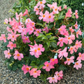 Alice DuPont Mandevilla Live Plant - Light Pink Flowering Vine, 4–6 Inch Starter