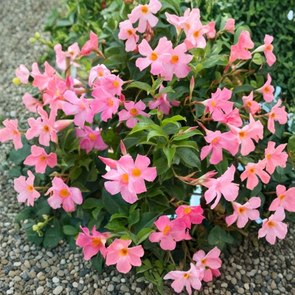 Alice DuPont Mandevilla Live Plant - Light Pink Flowering Vine, 4–6 Inch Starter