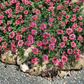 St. Paul Pink Verbena Live Plant Starter (4-6 in) - Pink Flowering Groundcover