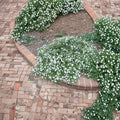 White Trailing Lantana Live Plant | 1 Gallon Fully Rooted