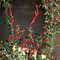 Coral Berry Live Plant - 1 Gallon Fully Rooted Shrub | Native Groundcover
