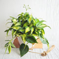 Philodendron Brasil Live Plant Cuttings - 5 Unrooted Vines | Variegated Heartleaf Philodendron