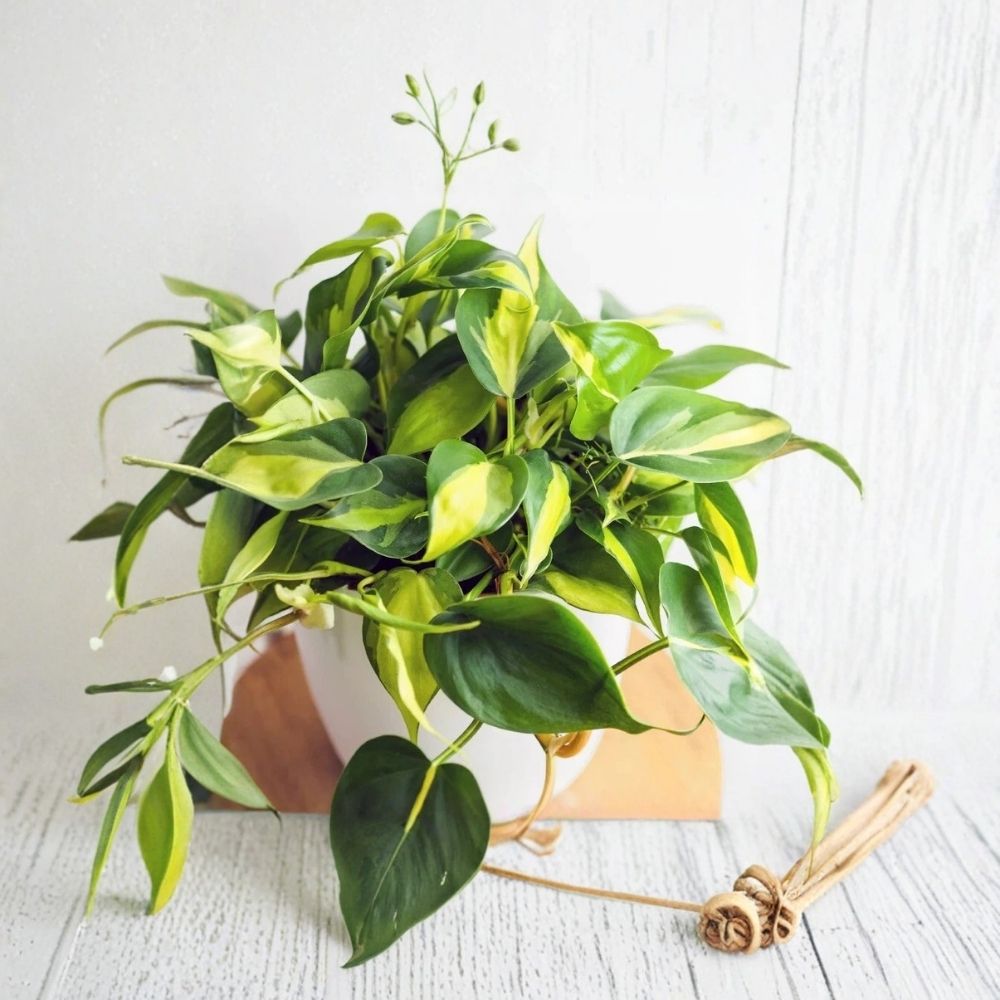 Philodendron Brasil Live Plant Cuttings - 5 Unrooted Vines | Variegated Heartleaf Philodendron