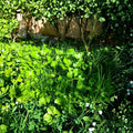 Gotu Kola Pennywort Live Plants (Centella asiatica) - 15 Rooted Starter Plants