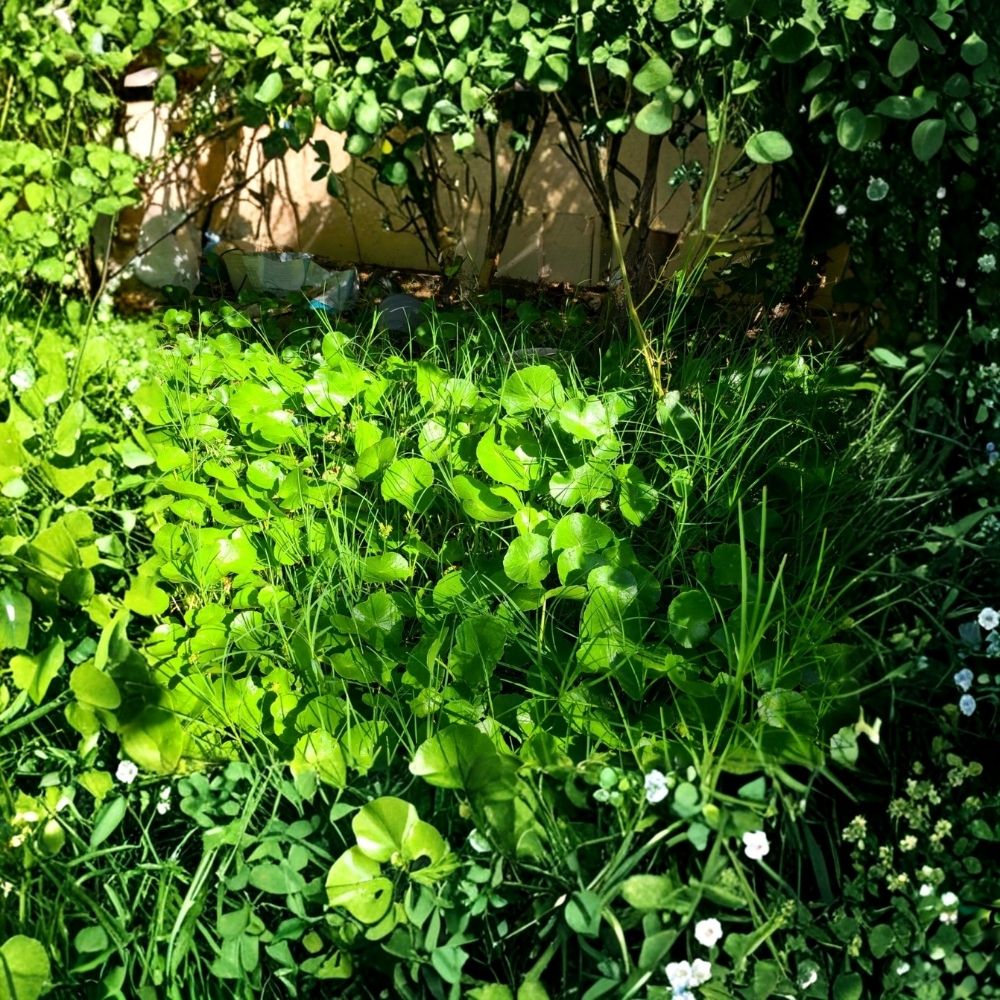 Gotu Kola Pennywort Live Plants (Centella asiatica) - 15 Rooted Starter Plants