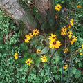 Black-Eyed Susan Live Plant - Freshly Dug Clump, 2-3 Plants, Yellow Perennial