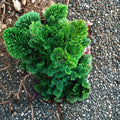 Dwarf Hinoki Cypress Nana Gracilis - Live Plant, 2.5 Quart Grow Bag, Evergreen Shrub