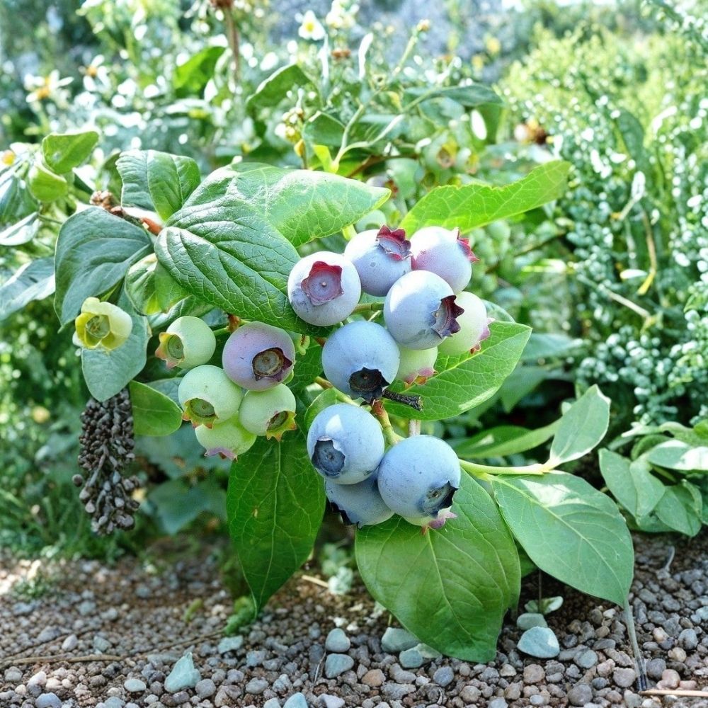 Bluecrop Blueberry Live Plant - Vaccinium corymbosum (10–16 in) Highbush Fruit Shrub
