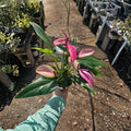 Anthurium Zizou Live Plant – Pink Flower Anthurium andraeanum | 4-Inch Pot