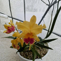 Cattleya Goldenzelle 'Lemon Chiffon' Live Orchid Plant - Fragrant Yellow Blooms