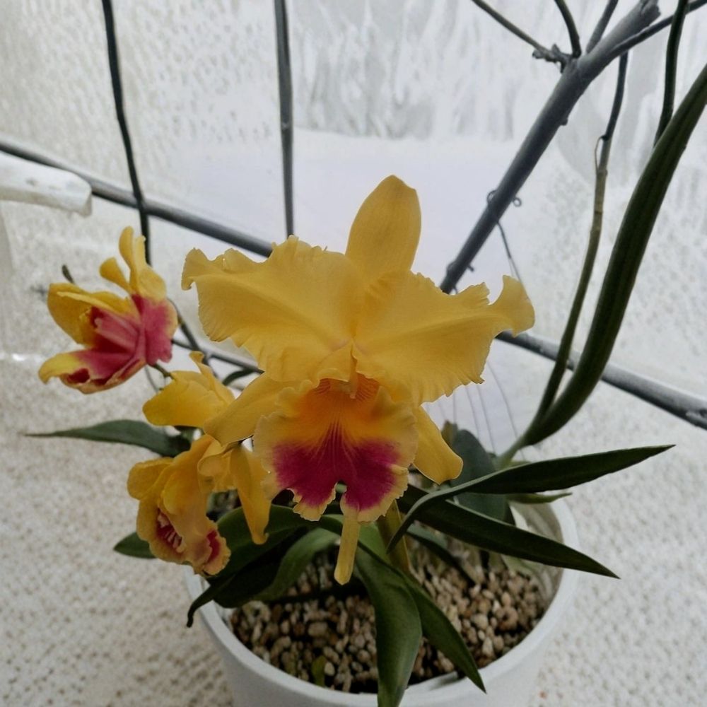 Cattleya Goldenzelle 'Lemon Chiffon' Live Orchid Plant - Fragrant Yellow Blooms