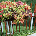 2 Live Autumnale Fuchsia Plants - 5-Inch Pots, Seasonal Cascading Shade Plant
