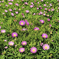 Ice Plant Cuttings - 40 Live Pig Face Succulent Ground Cover, Drought-Tolerant Rooting Cuttings