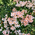 Dwarf Salmon Oleander (Nerium oleander) - Live Starter Plant, Compact Flowering Shrub