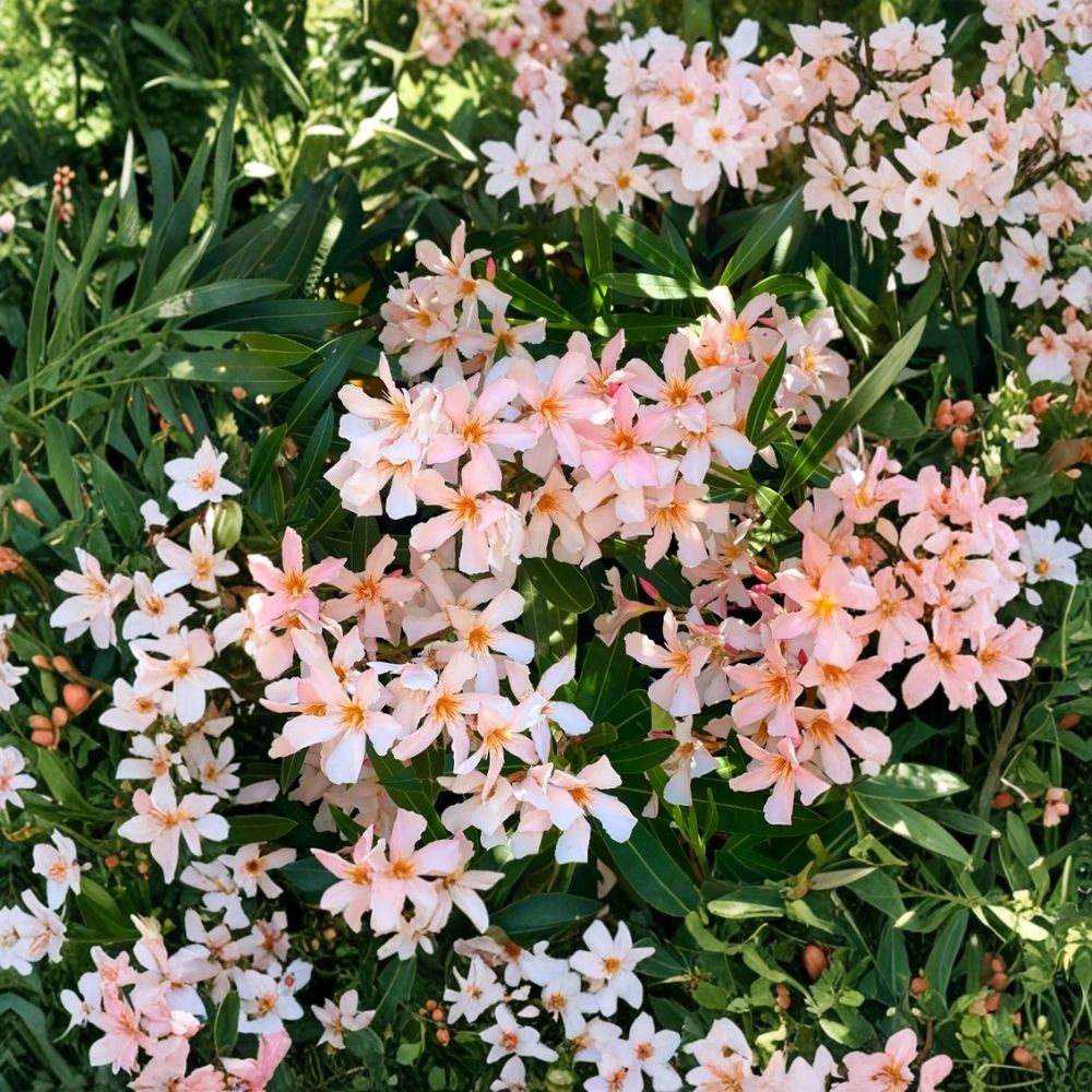 Dwarf Salmon Oleander (Nerium oleander) - Live Starter Plant, Compact Flowering Shrub