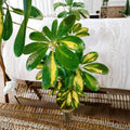 Dwarf Umbrella Tree Schefflera arboricola – 20-25 in Live Plant, 1 Gallon, Easy Care Indoor Plant