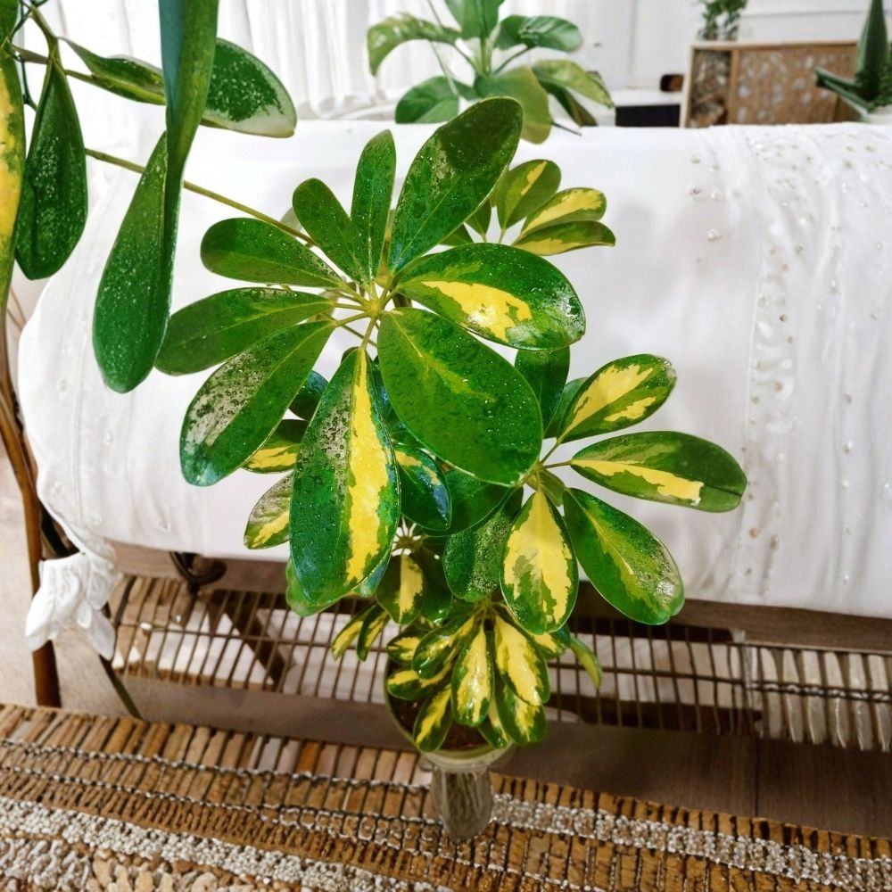 Dwarf Umbrella Tree Schefflera arboricola – 20-25 in Live Plant, 1 Gallon, Easy Care Indoor Plant