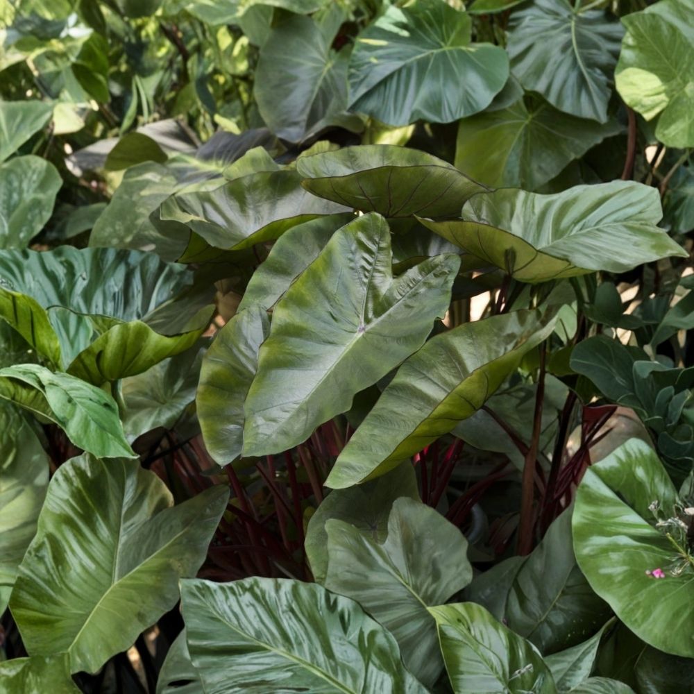 Hawaiian Punch Colocasia Live Plant - Elephant Ear Starter, 3-5 in, 4-in Pot