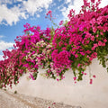 Barbara Karst Bougainvillea - 4–6 Inch Rooted Live Plants, Magenta Red - Soil-Wrapped Roots