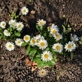 Montauk Daisy Live Plant (Nipponanthemum nipponicum) - 4" Starter, White Flowers, Late Season Blooms