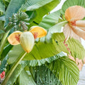 Musa basjoo Basjoo Banana Live Plants - 4–6 inch Hardy Banana Starters
