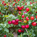 Barbados Cherry Tree Live Plant - Malpighia emarginata Starter | Acerola Cherry Fruit Tree