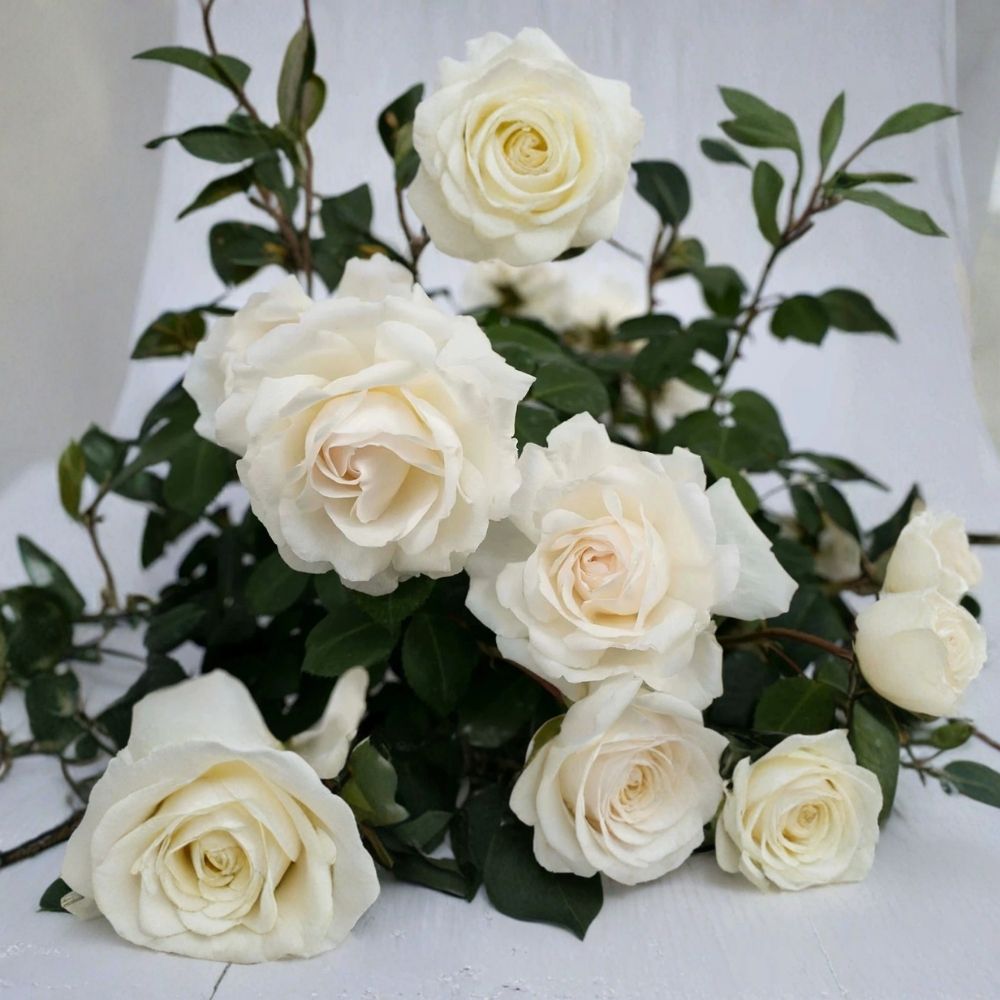 Cloud 10 Climbing Rose Cuttings - 5-7 inch, Fragrant Everblooming Live Plant
