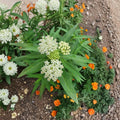 White Vining Milkweed (Asclepias perennis) - Live Plants Set of 2, 3–6 Inch - Pollinator/Monarch Habitat