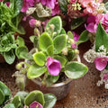 African Violet SK-Vernisazh – Micro-Miniature Live Plant, Well-Rooted, Compact Indoor Flowering Plant