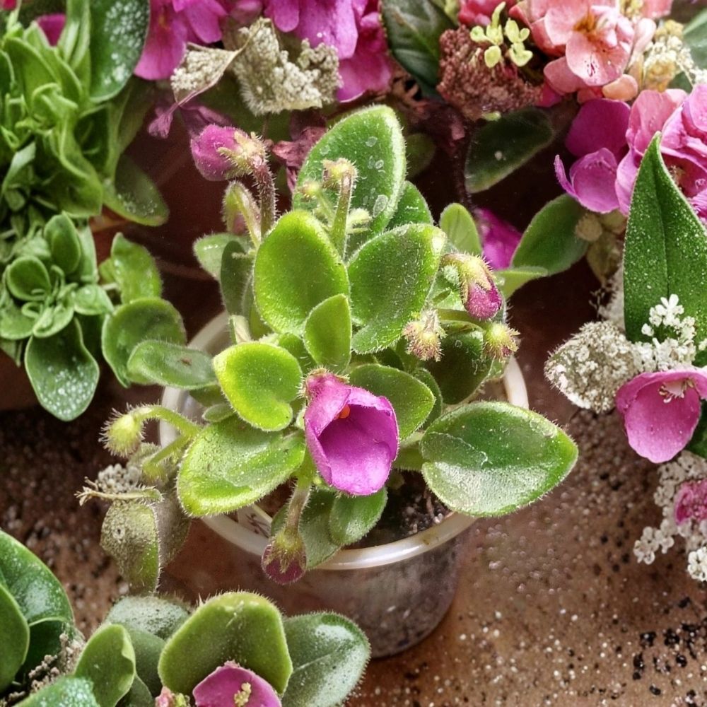 African Violet SK-Vernisazh – Micro-Miniature Live Plant, Well-Rooted, Compact Indoor Flowering Plant