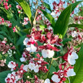 Oncidium Sharry Baby Red Fantasy Live Orchid Plant - 2 Inch Pot, Fragrant Chocolate-Scented Red Bronze Blooms