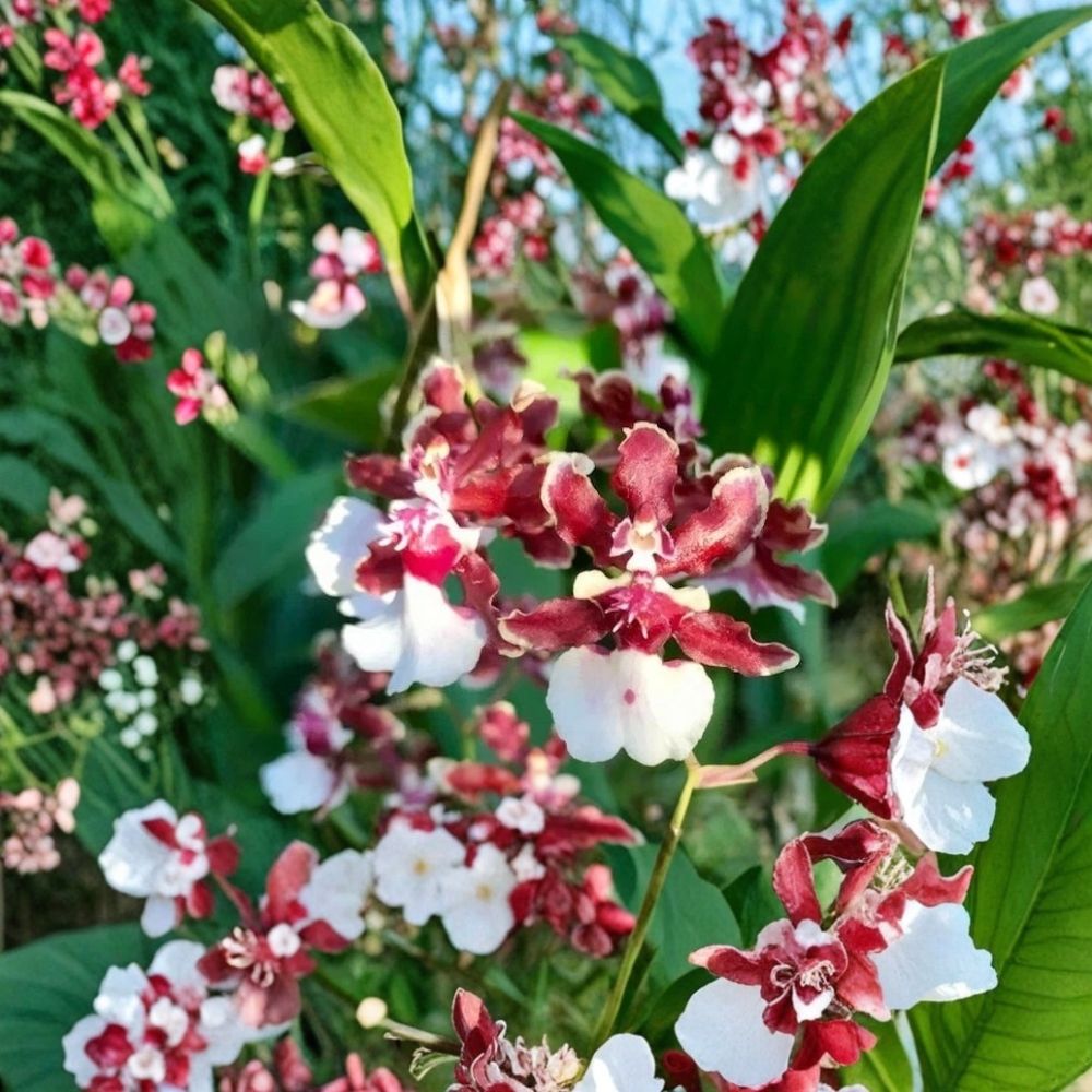 Oncidium Sharry Baby Red Fantasy Live Orchid Plant - 2 Inch Pot, Fragrant Chocolate-Scented Red Bronze Blooms