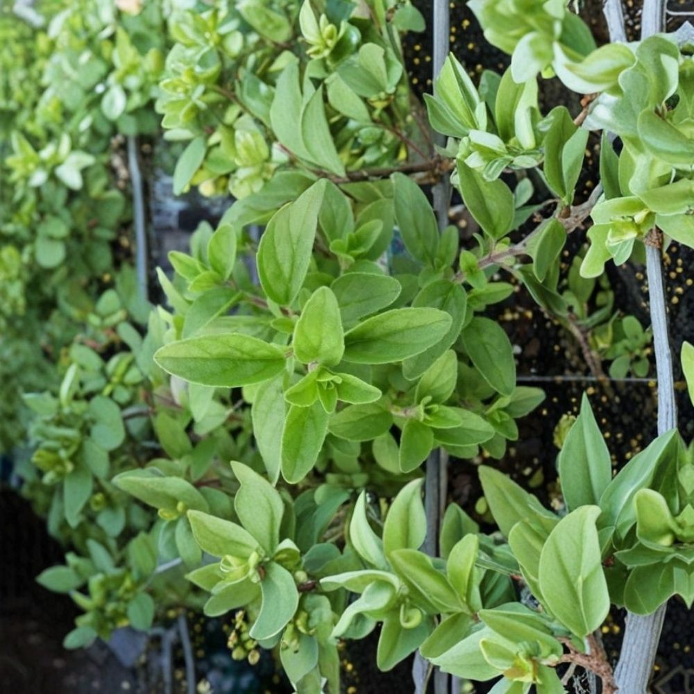 Italian Oregano Live Plant - Origanum vulgare | Fresh Culinary Herb Starter