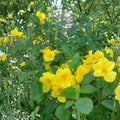 Tecoma stans Yellow Bells Starter Plants (2-Pack) - 4–6 Inch Ships Without Pots