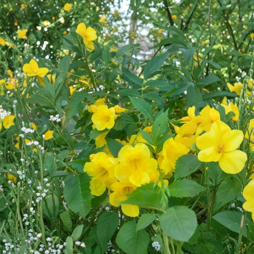 Tecoma stans Yellow Bells Starter Plants (2-Pack) - 4–6 Inch Ships Without Pots