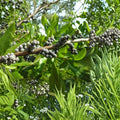 Wax Myrtle Live Plant (Myrica cerifera) - Evergreen Shrub, 6-Inch Pot
