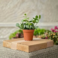 Silver Dollar Succulent - 4-Inch Potted Indoor Plant, Round Foliage, Easy Care