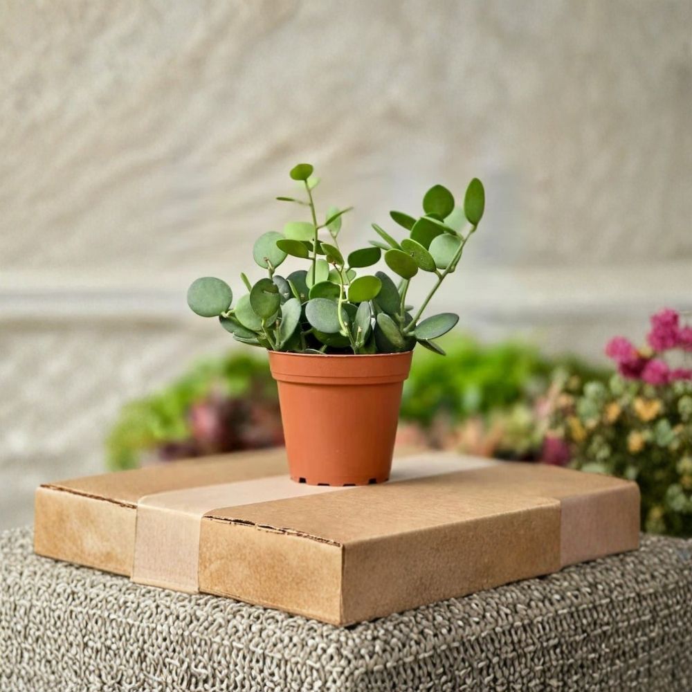 Silver Dollar Succulent - 4-Inch Potted Indoor Plant, Round Foliage, Easy Care