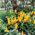 Yellow Shrimp Plant Live - Pachystachys lutea Starter Plant (4–6 inches) Ships Without Pot