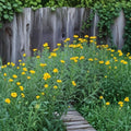 Tagetes lucida Mexican Tarragon Live Plants – Set of 2, 4-Inch, No Pot