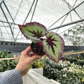 Begonia Fire Woman Live Plant | 4-Inch Starter | Ornamental Foliage