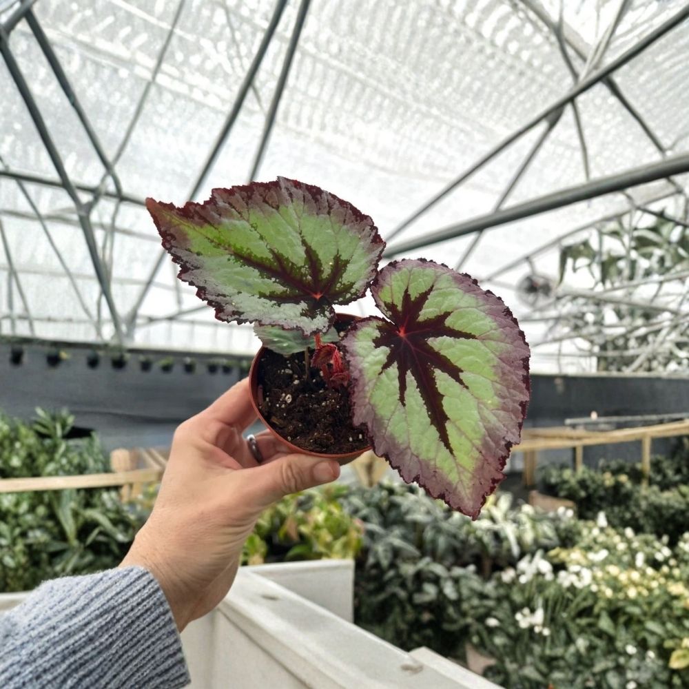 Begonia Fire Woman Live Plant | 4-Inch Starter | Ornamental Foliage