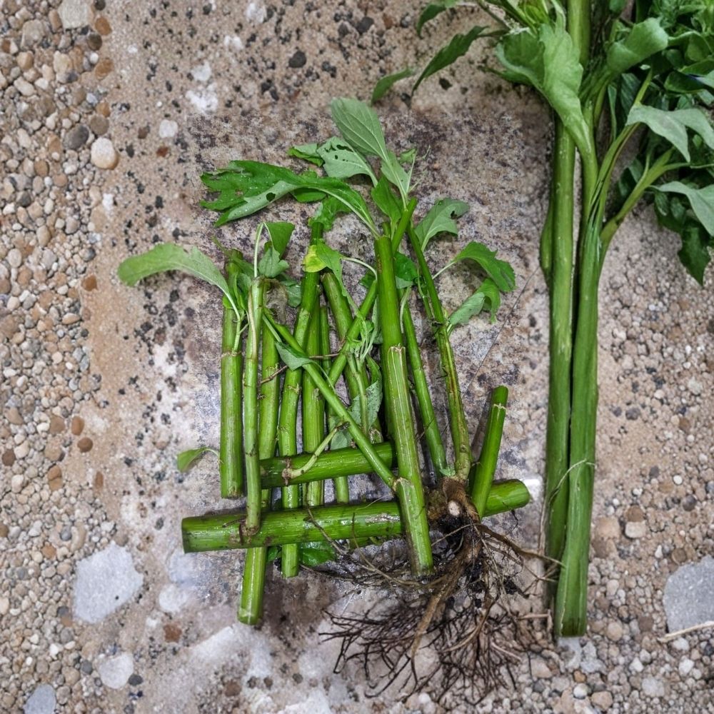 Tithonia diversifolia Live Rooted Cuttings – Mexican Sunflower (Yellow) | Organic Garden Starter