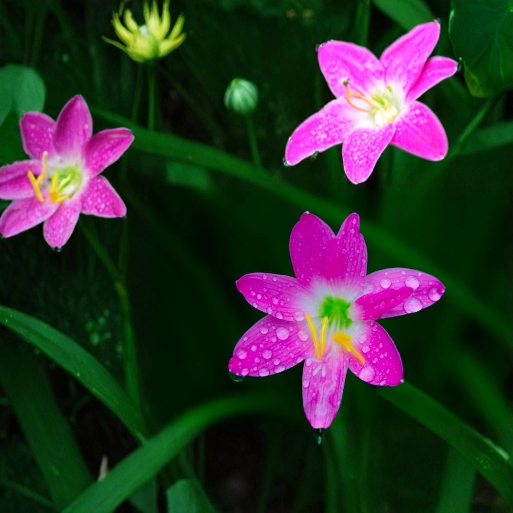 Rain Lily Live Bulb Plant - Zephyranthes Potted Starter (Summer Flowering Bulb)