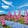 Purple Foxglove Plants (Digitalis purpurea) - Set of 6 Live Plants in 3-Inch Pots