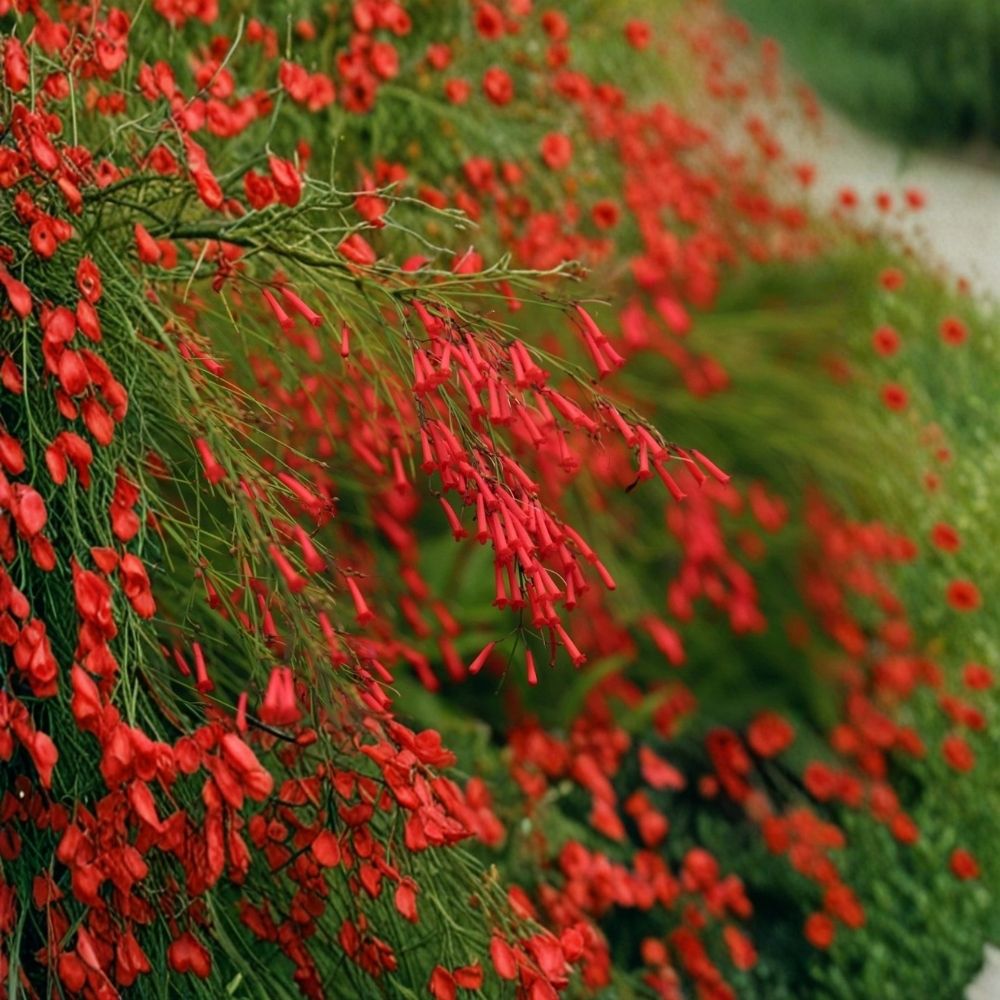Firecracker Plant Russelia equisetiformis 'Red' - Rooted Starter (2-4 inch) | Red Hummingbird Flowers, Cascading Tropical Plant