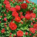 Red Climbing Rose Live Plant - 3 Inch Pot, Vibrant Red Flowering Rose Vine
