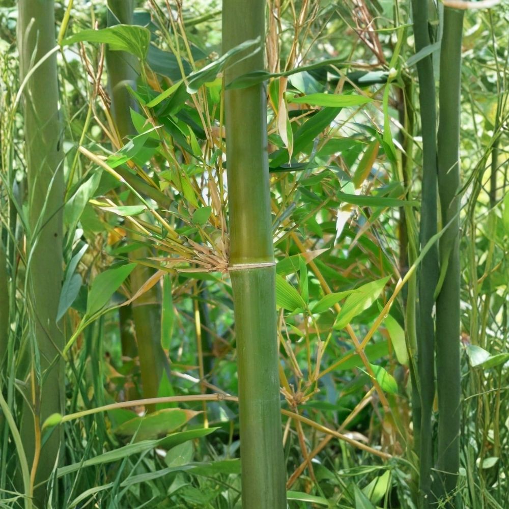 Bamboo Plant Bambusa vulgaris Live Clumping Bamboo - Tropical Privacy Plant