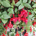 Marinka Fuchsia Plants – Set of 2 Live Fuchsia Plants, 5-Inch Pots